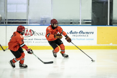 Tigers-VS-Bears_101