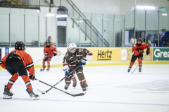 Tigers-VS-Bears_64