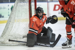 Tigers-VS-Bears_73