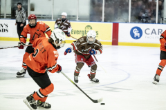 Tigers-VS-Bears_86