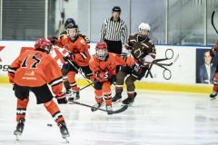 Tigers-VS-Bears_96