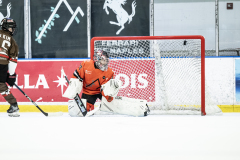 Tigers-VS-Bears_02