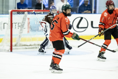 Tigers-VS-Bears_15