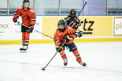 Tigers-VS-Bears_78
